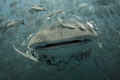   Whaleshark swims towards me open water followed just few big eye trevally  